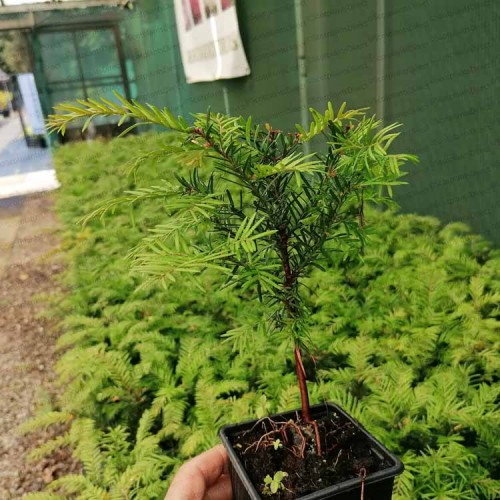 Pot Grown Taxus Baccata English Native Yew Hedge | ScotPlants Direct